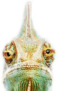 iguana pet photographer