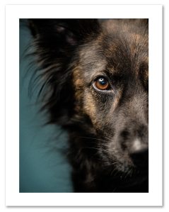 pet photographer insurance