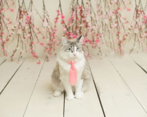 pet photographer insurance