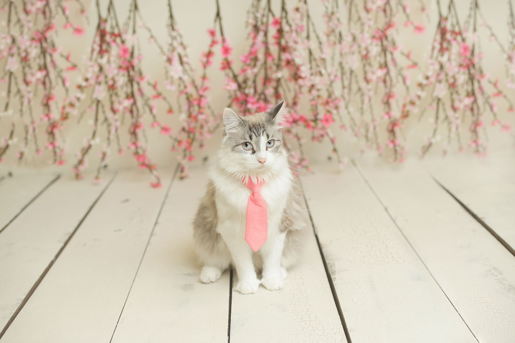 pet photographer insurance