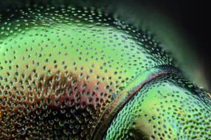 macro photography